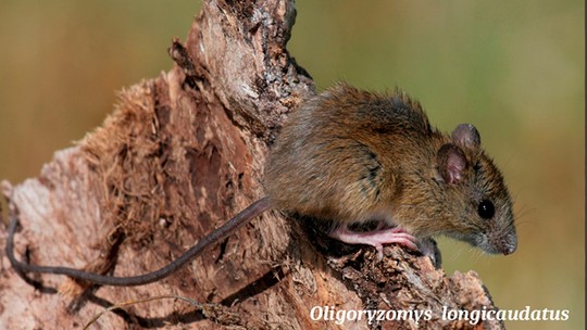 Com 10 cm de rabo e 8 cm de corpo, a espécie de roedor Oligoryzomys longicaudatus (rato-de-cauda-longa) é a responsável pela transmissão da cepa Andes do hantavírus