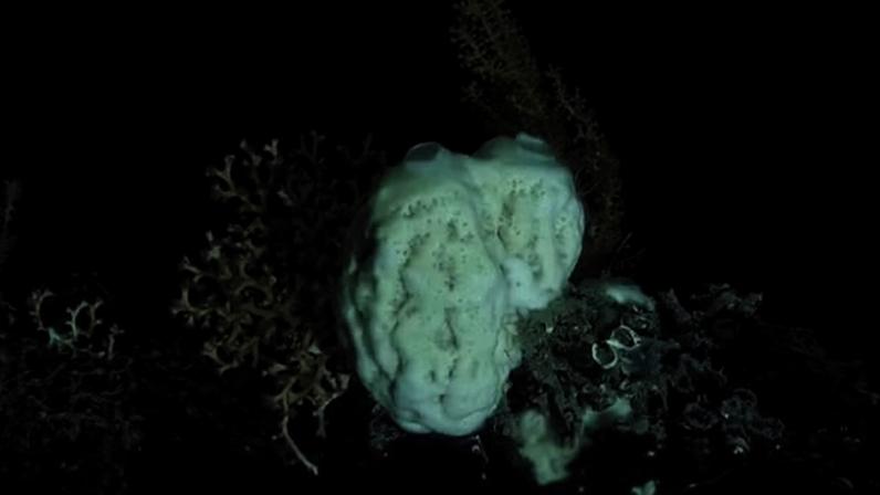 A esponja de águas profundas Calyx: simbiose com micróbios é uma parte importante do modo de vida das esponjas marinhas, mas novo estudo mostra que elas e seus parceiros microbianos também usam uma segunda estratégia surpreendente para sobreviver no escuro do fundo do mar.
