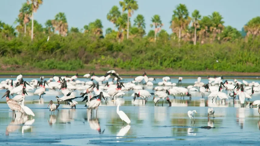 FOTO DE ARQUIVO - Novas áreas de proteção ambiental no Cerrado e no Pantanal. Reserva de Desenvolvimento Sustentável. Estação Ecológica de Taiamã. Foto: Palê Zuppani/ICMbio
