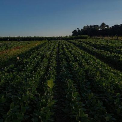 Dejetos de porcos podem substituir fertilizantes importados no Brasil
