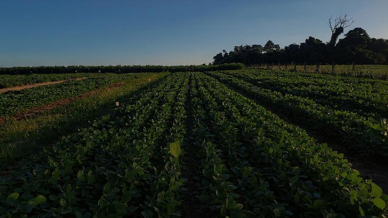 Plantação de soja em Santo Augusto (RS) que utiliza estruvita como fertilizante em experimento da Embrapa (Foto: Caio Inácio/Embrapa)