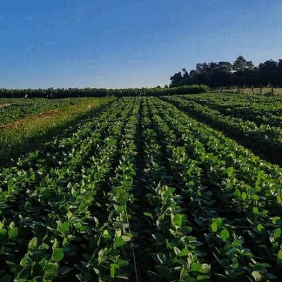 Substância de dejetos suínos pode substituir fertilizantes, aponta Embrapa