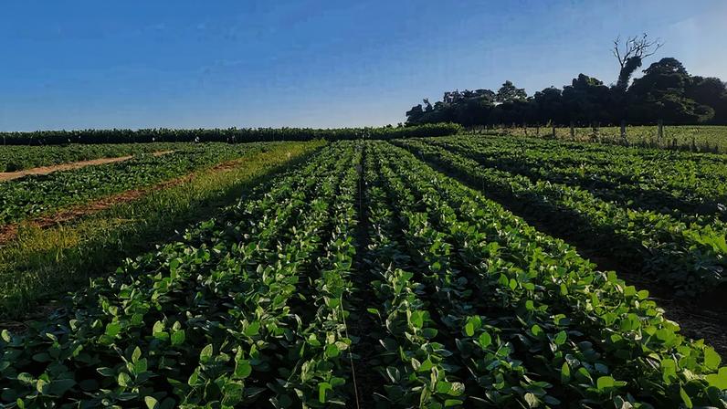 Plantação de soja em Santo Augusto (RS) que utiliza estruvita como fertilizante em experimento da Embrapa (Foto: Caio Inácio/Embrapa)
