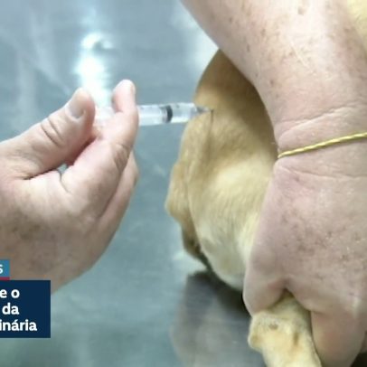 CCJ aprova projeto que criminaliza exercício ilegal da medicina veterinária