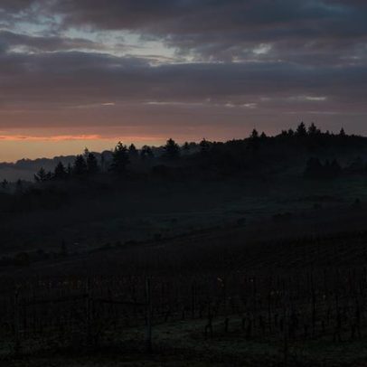 Pioneiros do Vale do Willamette: as origens do vinho de Oregon