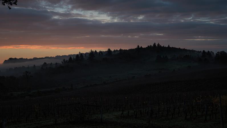 Pioneiros do Vale do Willamette: as origens do vinho de Oregon