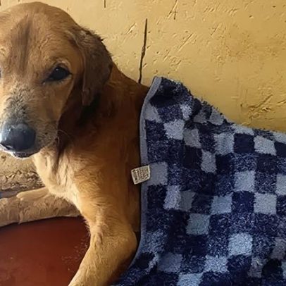 BBC revela golpistas ugandenses que exploram cães para obter doações