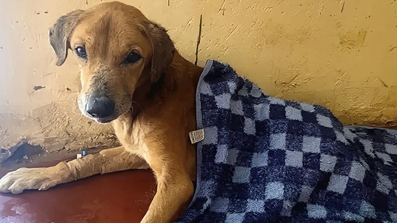 BBC revela golpistas ugandenses que exploram cães para obter doações