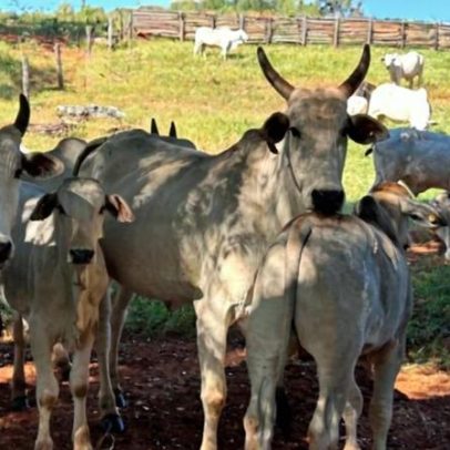 Falta de vacinas contra clostridioses preocupa produtores no Norte de Minas