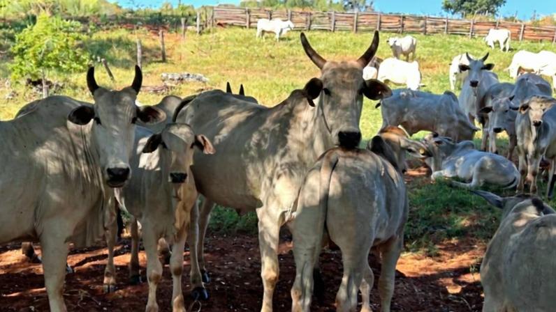 Falta de vacinas contra clostridioses preocupa produtores rurais no Norte de Minas