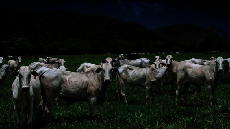União Europeia retira couro da lista de produtos que devem comprovar origem em lei antidesmatamento — Foto: José Medeiros/Ed. Globo