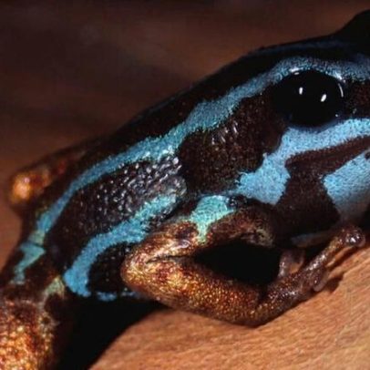 Cientistas estudam sapos da Amazônia antes de seu desaparecimento