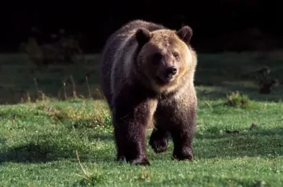 Caminhante morto em possível ataque de urso em Montana