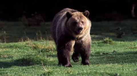 Getty Images A grizzly bear walks on all fours in a grassy area in Glacier National Park.