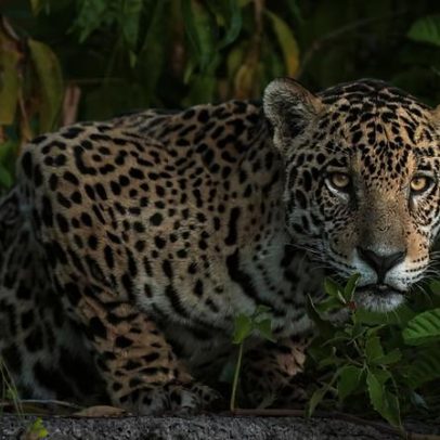Autoridades hondurenhas apreendem jaguar mantido como pet, foco no tráfico