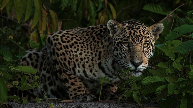 Autoridades hondurenhas apreendem jaguar mantido como pet, foco no tráfico