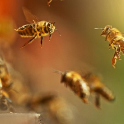 Desaparecimento de polinizadores pode estar ligado à desnutrição, aponta estudo