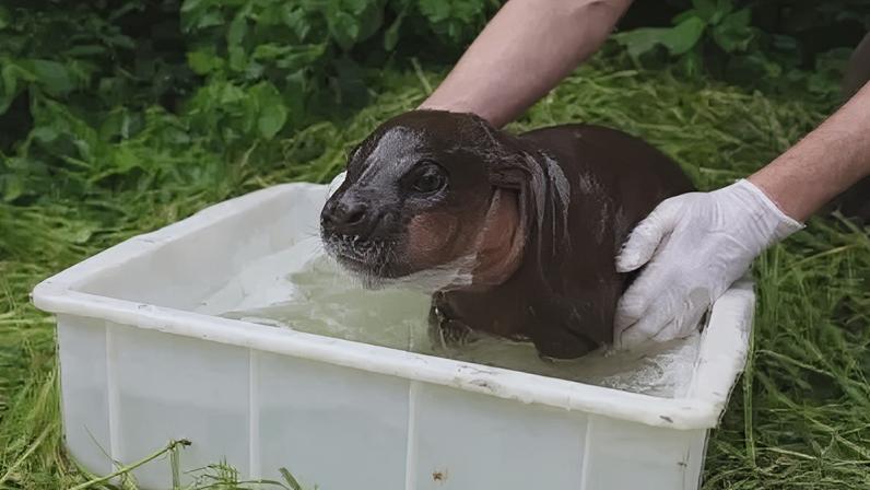 m raro hipopótamo-pigmeu nascido no zoológico de Berlim desfruta de seu primeiro banho ao ar livre