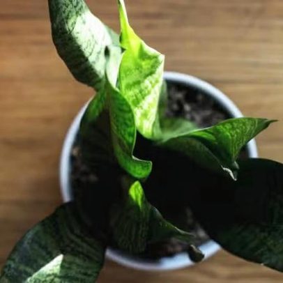 Como identificar se a planta precisa de água ou de luz solar