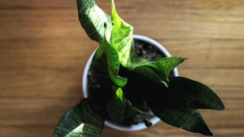 Como identificar se a planta precisa de água ou de luz solar
