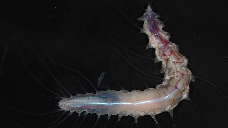 Cientistas no Japão descobriram um verme que formava um "castelo de vidro"