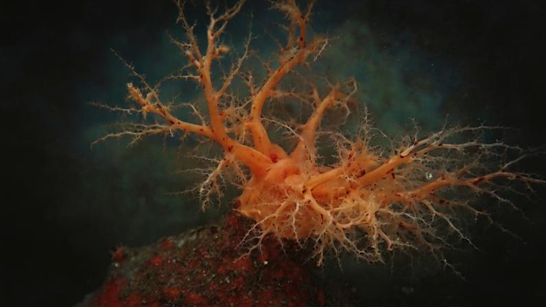 Psolus fabricii é um tipo de pepino-do-mar nativo do Oceano Atlântico Norte