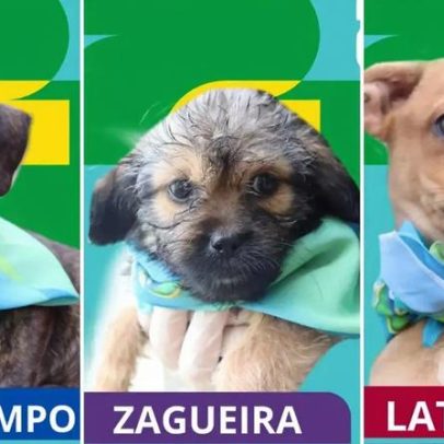 Adoção transforma cães em figurinhas do álbum da Copa do Mundo