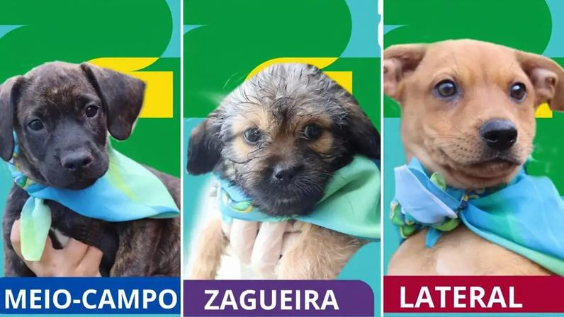 Pets ganham álbum no estilo Copa do Mundo para encontrar uma família