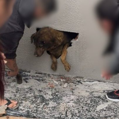 Cadela desaparecida é encontrada dentro de parede durante obra no PR