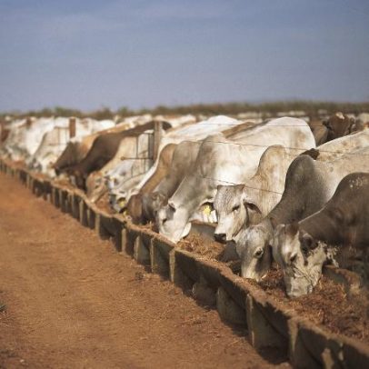 UE bloqueia carne brasileira: impactos para indústria e exportações