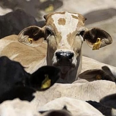 Governo quer rever cota da carne brasileira na China, diz ministro