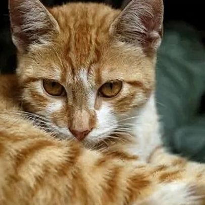 Estudo aponta que 50% dos gatos chegam aos lares por adoção