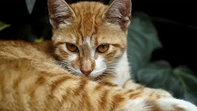 Mais da metade dos gatos chegam aos lares por adoção ou pela rua