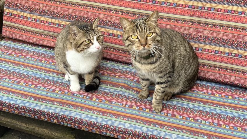 Os cuidadores de animais de rua enfrentam uma lógica jurídica incrivelmente difícil de contestar; na foto, gatos em Chongqing