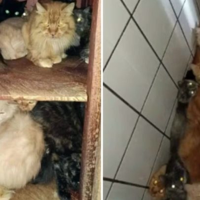Mais de 400 gatos são encontrados em apartamento em Santa Catarina