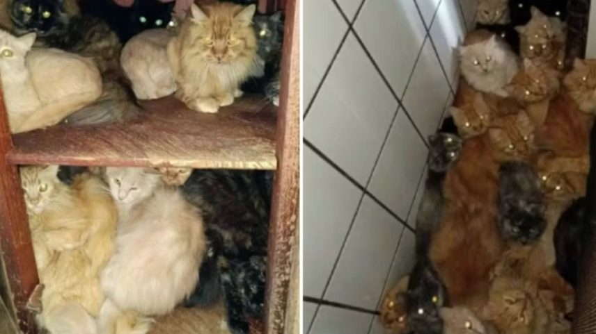 Gatos em apartamento em SC - Metrópoles