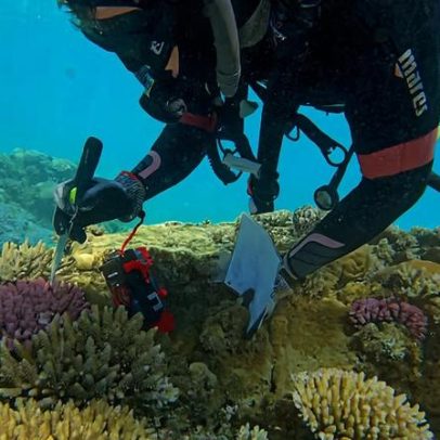 Bebês de coral cruzam o Pacífico e podem fortalecer recifes ameaçados