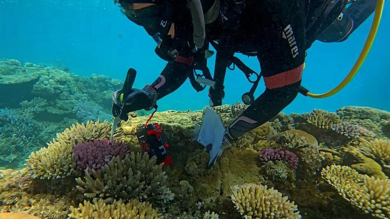 Cientista Hugo Denis coleta amostras de uma colônia de coral Acropora no recife da Ilha Deverd, na Nova Caledônia.