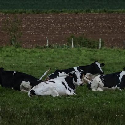 Vacas reconhecem rostos humanos e associam rostos a vozes