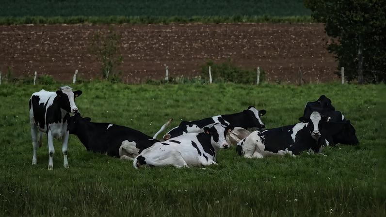 Vacas são conhecidas por serem animais sociáveis tanto com humanos quanto entre indivíduos da própria espécie, apresentando sinais de serem muito sensíveis e inteligentes — Foto: Tsaag Valren/Wikimedia Commons