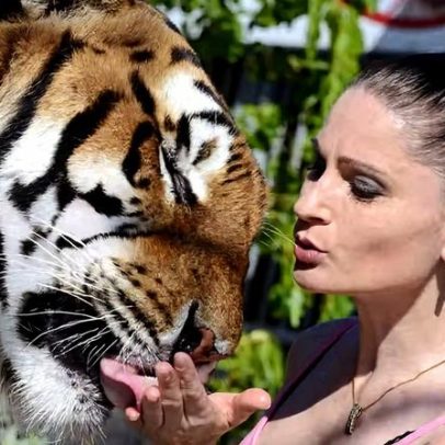 Tigre que escapou de cuidadora famosa na Alemanha é abatido pela polícia