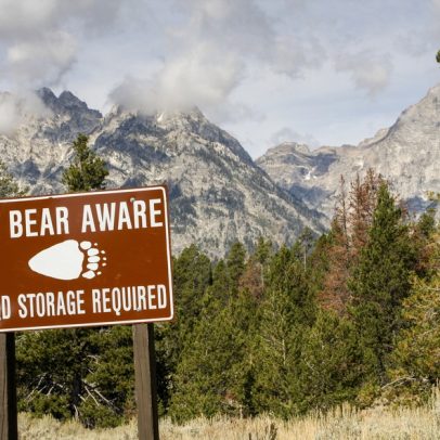 Ataque de urso deixa dois feridos e encerra trilhas em Yellowstone