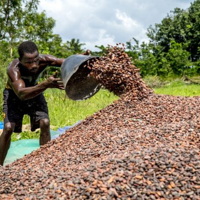 Costa do Marfim confirma cacau com origem sem desmatamento em parte da produção