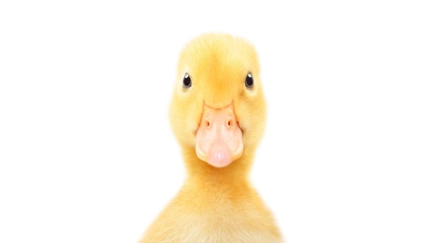 Pato — Foto: GettyImages
