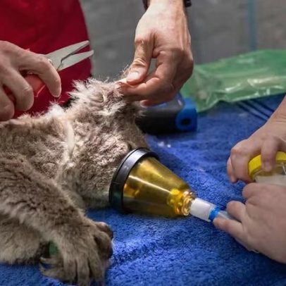 Calor extremo eleva internações e óbitos de coalas na Austrália