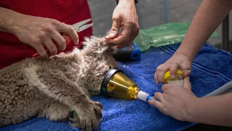 Coala recebendo atendimento veterinário. — Foto: Getty Images