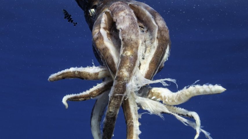 Lulas-gigantes podem ultrapassar 10 metros de comprimento e seguem entre os animais mais misteriosos do oceano.