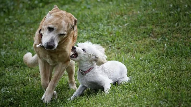 Briga — Foto: Getty images