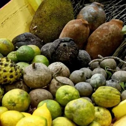 Biodiversidade deve seguir o caminho econômico já adotado pela agenda climática