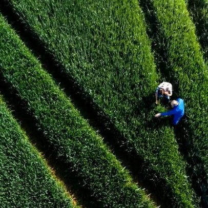 Créditos de biodiversidade: o que são e como podem movimentar até US$ 37 bilhões
